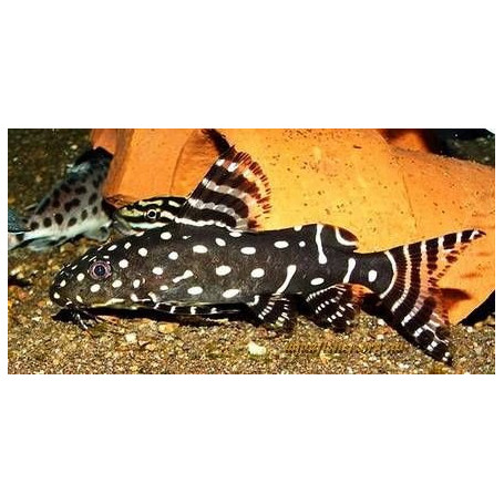 Synodontis angelica
