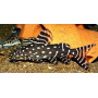 Synodontis angelica