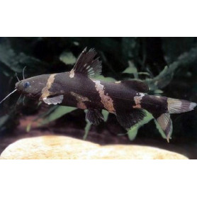 Microsynodontis batesii - Pez gato abejorro africano Microsynodontis batesii - Pez gato abejorro africano