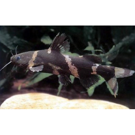 Microsynodontis batesii - Pez gato abejorro africano