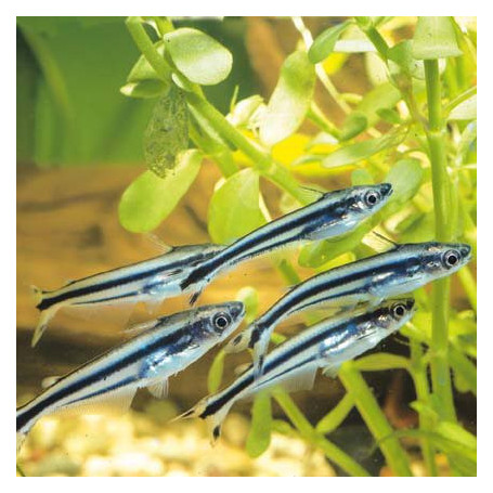 Eutropiellus debauwi - Pangasius pigmeo