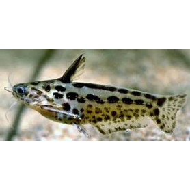 Trachelyichthys exillis