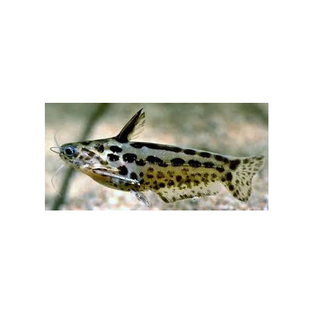 Trachelyichthys exillis