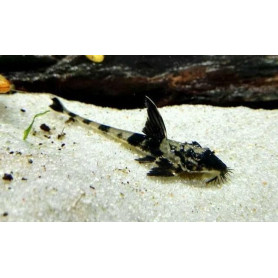 Rineloricaria similimis Rineloricaria similimis