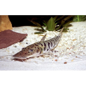 Pseudoplatystoma fasciatum Pseudoplatystoma fasciatum