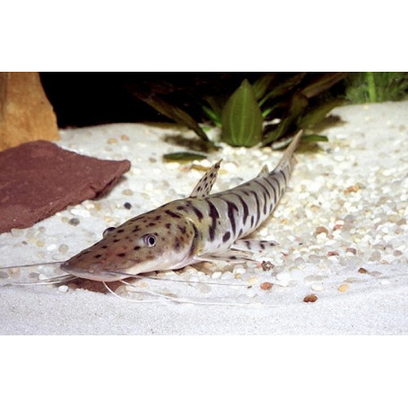 Pseudoplatystoma fasciatum