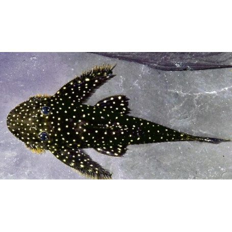 L235 Lithoxancistrus anthrax