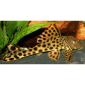L075 Hyphostomus para-pleco