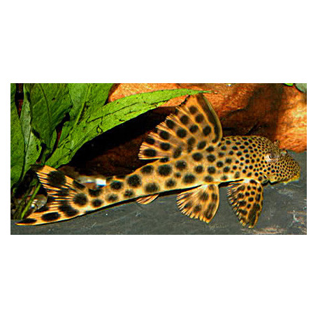 L075 Hyphostomus para-pleco