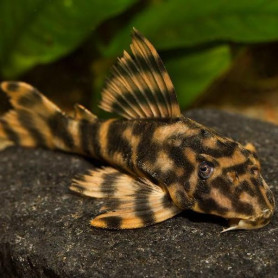 L103 Peckoltia sp. L103 Peckoltia sp.