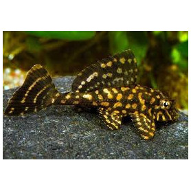 L001 Glyptoperichthys joselimae - Pleco gold spot L001 Glyptoperichthys joselimae - Pleco gold spot