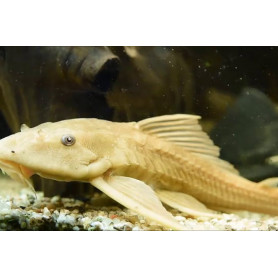 Hypostomus plecostomus gold