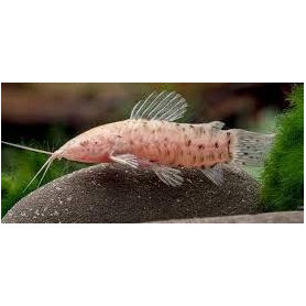 Hoplosternum thoracatum albino - Atipa acorazada albina Hoplosternum thoracatum albino - Atipa acorazada albina