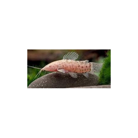 Hoplosternum thoracatum albino - Atipa acorazada albina