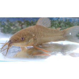 Hoplosternum thoracatum - Atipa acorazada Hoplosternum thoracatum - Atipa acorazada