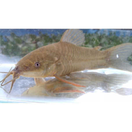 Hoplosternum thoracatum - Atipa acorazada