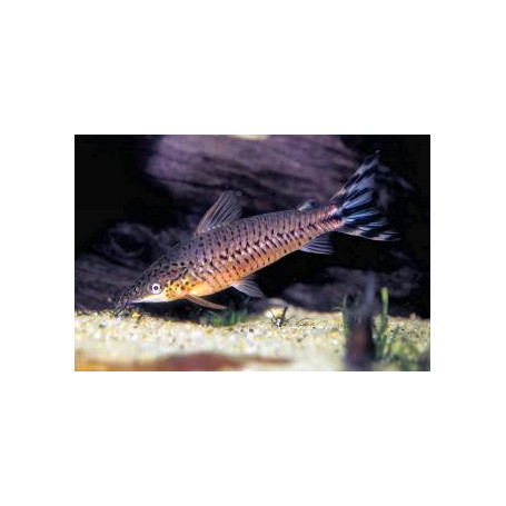 Dianema longibarbis - Dianema punteada