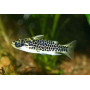 Tatia perugiae - Pez gato leopardo enano de aceite