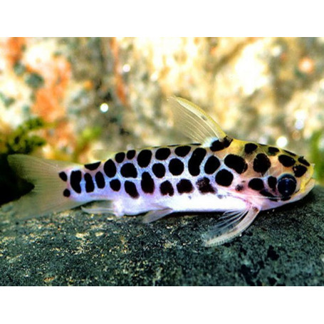 Tatia perugiae - Pez gato leopardo enano de aceite