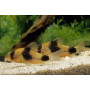 Corydoras weitzmani