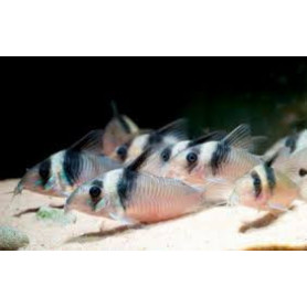 Corydoras virginiae