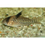 Corydoras punctatus