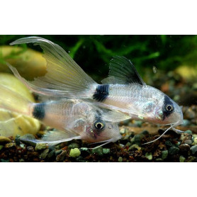 Corydoras panda velo Corydoras panda velo