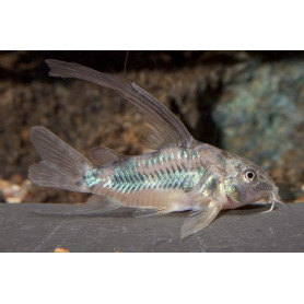 Corydoras paleatus velo Corydoras paleatus velo