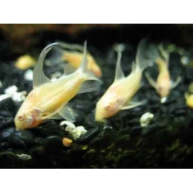 Corydoras paleatus albina velo Corydoras paleatus albina velo