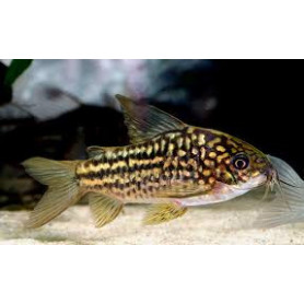 Corydoras napoensis Corydoras napoensis