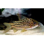 Corydoras napoensis