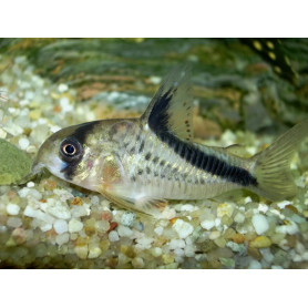 Corydoras melini - Corydora bandido