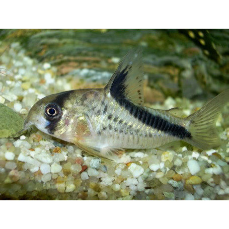 Corydoras melini - Corydora bandido