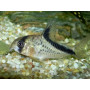 Corydoras melini - Corydora bandido