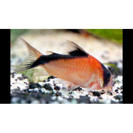 Corydoras davidsandsi