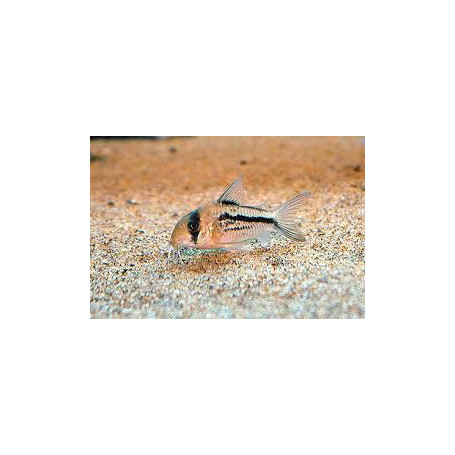 Corydoras axelrodi - Pink Corydoras