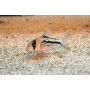 Corydoras axelrodi - Pink Corydoras