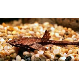 Bunocephalus coracoideus