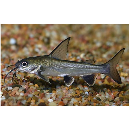 Arius jordani - Tiburon colombiano