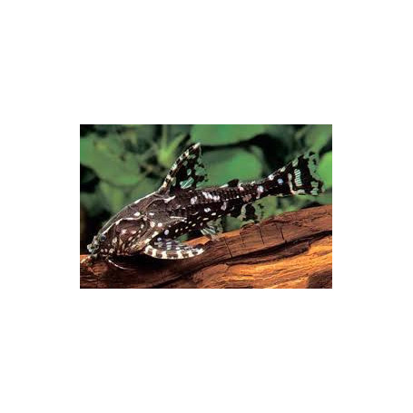 Agamyxis albomaculatus - Pez gato moteado