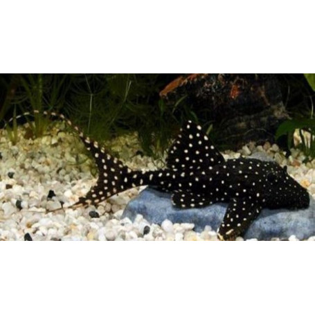 Acanthicus adonis - Plecostomus lira punteado
