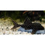 Acanthicus adonis - Plecostomus lira punteado