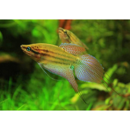 Trichopsis vittatus - Gurami enano cantarin