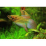 Trichopsis vittatus - Gurami enano cantarin
