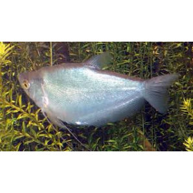 Trichogaster microlepis - Gurami plata luz de luna Trichogaster microlepis - Gurami plata luz de luna