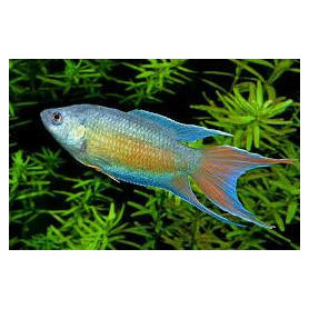 Macropodus opercularis blue - Pez paraiso