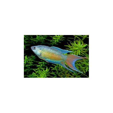 Macropodus opercularis blue - Pez paraiso