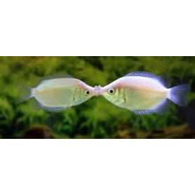 Helostoma temmincki - Gourami besucon Helostoma temmincki - Gourami besucon