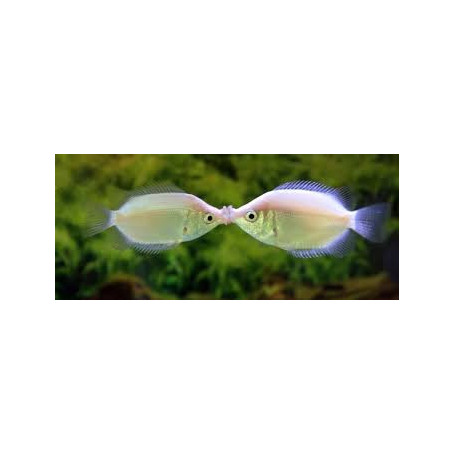 Helostoma temmincki - Gourami besucon