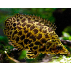 Ctenopoma acutirostre - Gourami leopard Ctenopoma acutirostre - Gourami leopard